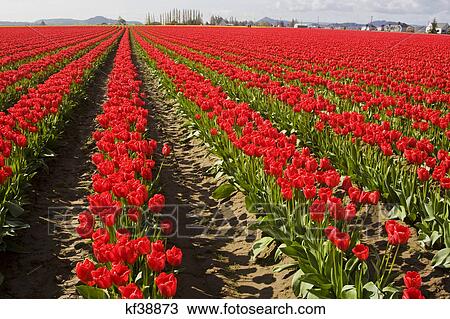 rows of red tulips on washington farm View Large Photo Image Stock Image - rows of red tulips on washington farm. Fotosearch