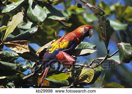 scarlet macaw ara macao in almond tree corcovado national park, costa rica central and south america View Large Photo Image Stock Photo - scarlet macaw ara macao in almond tree corcovado national park, costa rica central and south america. Fotosearch
