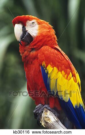 Stock Photograph - scarlet macaw ara macao. Fotosearch