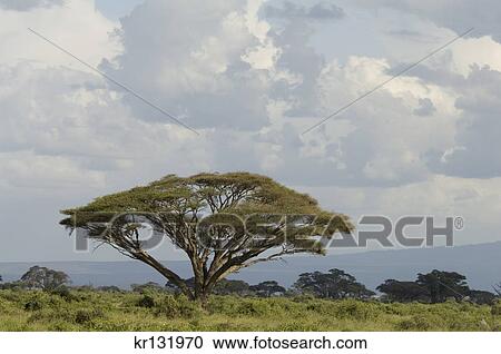 scenic acacia tree amboseli national park kenya africa View Large Photo Image Stock Image - scenic acacia tree amboseli national park kenya africa. Fotosearch