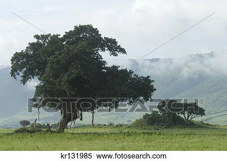 scenic landscape trees misty clouds ngorongoro crater tanzania africa View Large Photo Image Stock Photography - scenic landscape trees misty clouds ngorongoro crater tanzania africa. Fotosearch
