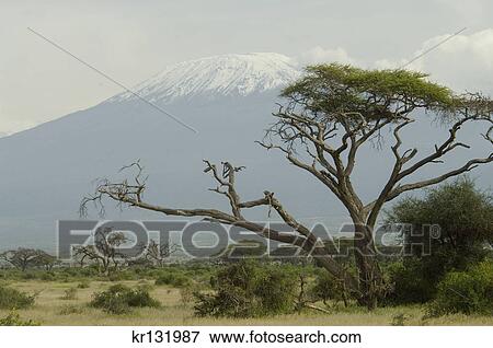scenic mount kilimanjaro with acacia tree in foreground amboseli national park kenya africa View Large Photo Image Stock Photo - scenic mount kilimanjaro with acacia tree in foreground amboseli national park kenya africa. Fotosearch