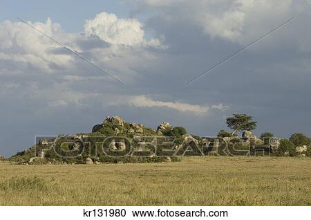 Stock Image - scenic of rocky hill kopje in the serengeti tanzania africa. Fotosearch