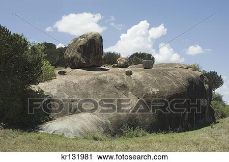 scenic rocky hill kopje in the serengeti tanzania africa View Large Photo Image Stock Image - scenic rocky hill kopje in the serengeti tanzania africa. Fotosearch