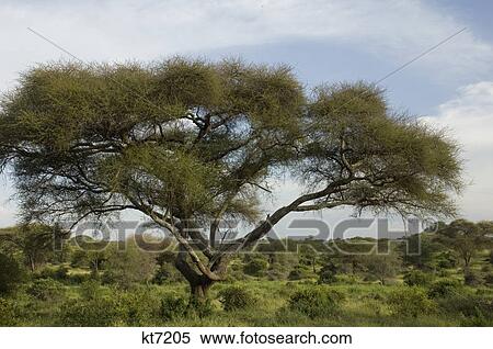 Stock Photography - scenic with acacia tree tarangire national park tanzania africa. Fotosearch