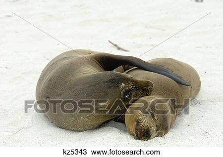 Stock Image - seal lions embrace hug sleep. Fotosearch