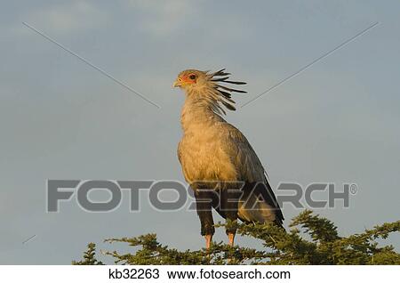 Stock Image - secretary bird perched in acacia tree lewa downs kenya africa. Fotosearch