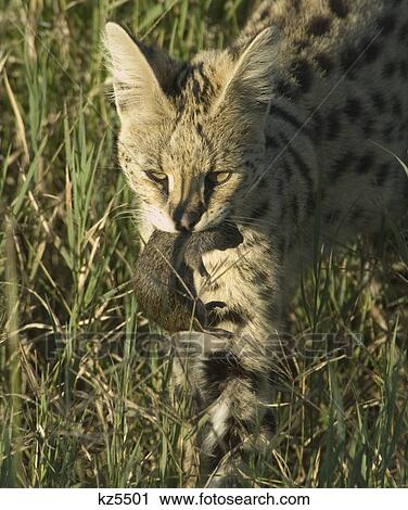 serval cat carrying rat in mouth serengeti national park tanzania africa View Large Photo Image Stock Image - serval cat carrying rat in mouth serengeti national park tanzania africa. Fotosearch