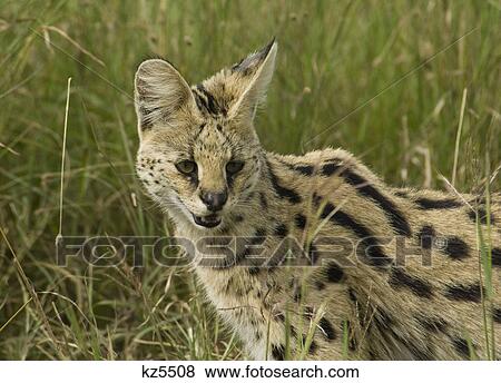 serval cat serengeti national park tanzania africa View Large Photo Image Stock Photo - serval cat serengeti national park tanzania africa. Fotosearch