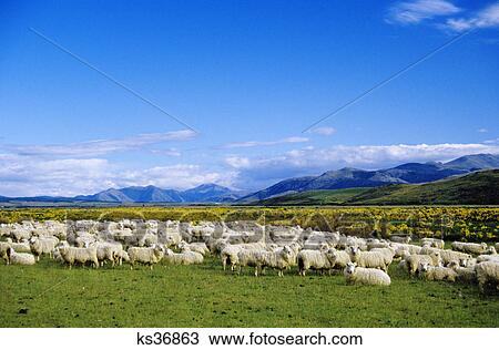 Stock Image - sheep flock north island, new zealand. Fotosearch