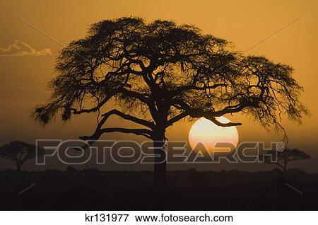 silhouetted acacia tree round setting sun amboseli national park kenya africa View Large Photo Image Stock Photo - silhouetted acacia tree round setting sun amboseli national park kenya africa. Fotosearch