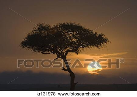 silhouetted single acacia tree with round setting sun amboseli national park kenya africa View Large Photo Image Stock Photo - silhouetted single acacia tree with round setting sun amboseli national park kenya africa. Fotosearch