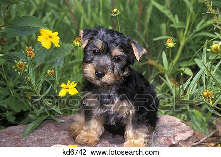 silky terrier puppy sitting on flagstone ledge by flowers View Large Photo Image Stock Image - silky terrier puppy sitting on flagstone ledge by flowers. Fotosearch