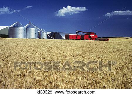 silver farm silos and red machinery in nebraska wheat field View Large Photo Image Stock Photography - silver farm silos and red machinery in nebraska wheat field. Fotosearch