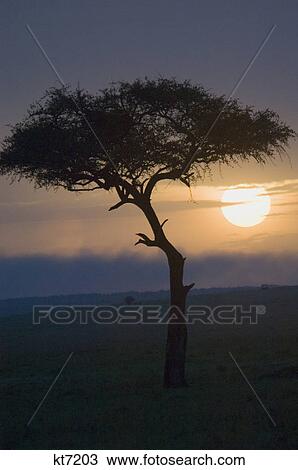 single acacia tree silhouetted setting sun masai mara national reserve kenya africa View Large Photo Image Stock Image - single acacia tree silhouetted setting sun masai mara national reserve kenya africa. Fotosearch
