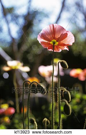 Stock Image - single domestic poppy in bloom with several unopened buds. Fotosearch