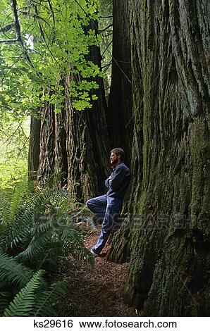 single man alone leaning against tree redwood national park forest solitude california nature inspirational View Large Photo Image Stock Photograph - single man alone leaning against tree redwood national park forest solitude california nature inspirational. Fotosearch