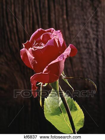 single red rose bud with dew drops View Large Photo Image Stock Photo - single red rose bud with dew drops. Fotosearch
