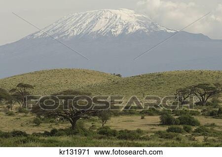 snow capped mount kilimanjaro with acacia trees in foreground amboseli national park kenya africa View Large Photo Image Stock Image - snow capped mount kilimanjaro with acacia trees in foreground amboseli national park kenya africa. Fotosearch