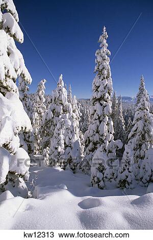 snow covered evergreens View Large Photo Image Stock Image - snow covered evergreens. Fotosearch