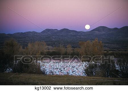 snow geese in pond at twilight bosque del apache national wildlife refuge, nm View Large Photo Image Stock Image - snow geese in pond at twilight bosque del apache national wildlife refuge, nm. Fotosearch