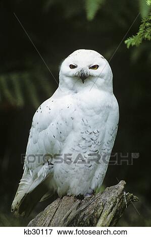Stock Photo - snowy owl nyctea scandiaca. Fotosearch