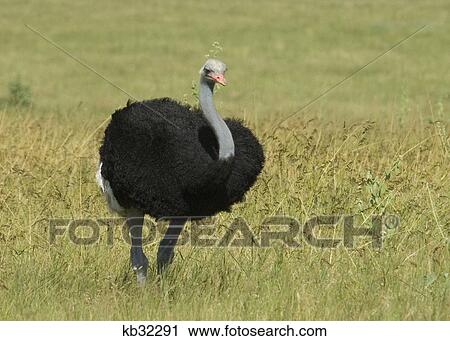 Stock Image - somali ostrich in lewa downs kenya africa. Fotosearch