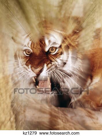 special effect blurred zoom snarling growling tiger baring teeth mean View Large Photo Image Stock Photo - special effect blurred zoom snarling growling tiger baring teeth mean. Fotosearch