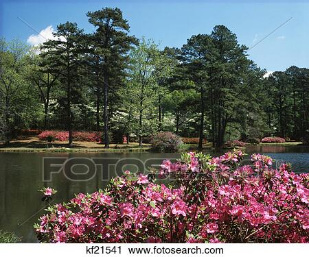 spring azalea bushes zemurray gardens loranger, louisiana View Large Photo Image Stock Image - spring azalea bushes zemurray gardens loranger, louisiana. Fotosearch