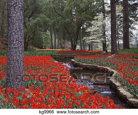 spring garden with small stream running through red tulips View Large Photo Image Stock Photograph - spring garden with small stream running through red tulips. Fotosearch