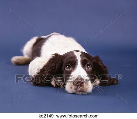 springer spaniel dog puppy laying down and looking up View Large Photo Image Stock Photo - springer spaniel dog puppy laying down and looking up. Fotosearch