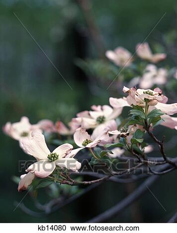 springtime pink dogwood tree blossoms on branch View Large Photo Image Stock Image - springtime pink dogwood tree blossoms on branch. Fotosearch