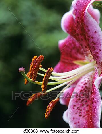 stargazer lily oriental hybrid pistil and stamen lilium View Large Photo Image Stock Photo - stargazer lily oriental hybrid pistil and stamen lilium. Fotosearch