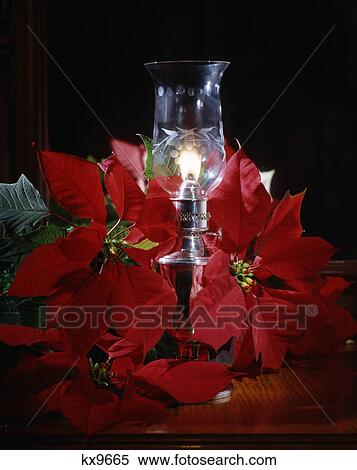 still life christmas lantern with poinsettias View Large Photo Image Stock Photography - still life christmas lantern with poinsettias. Fotosearch