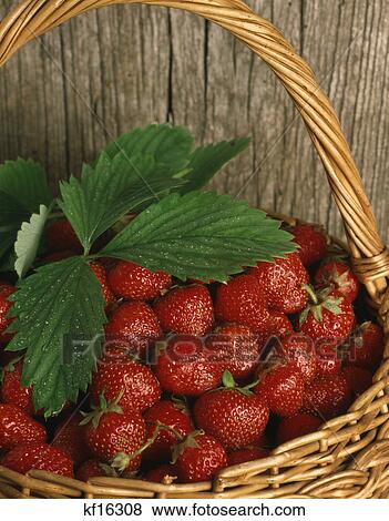 Stock Photo - straw basket full of freshly picked strawberries. Fotosearch