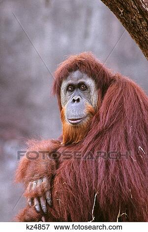 Stock Photo - sumatran orangutan in tree pongo pygmaeus. Fotosearch