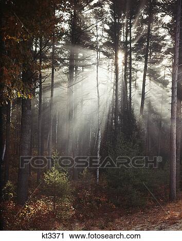 Stock Image - sun light through trees. Fotosearch