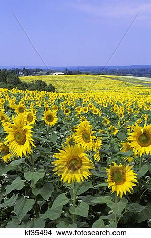 sunflower crop field on farm View Large Photo Image Picture - sunflower crop field on farm. Fotosearch
