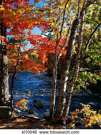 swift river, new hampshire trees in autumn View Large Photo Image Stock Photograph - swift river, new hampshire trees in autumn. Fotosearch