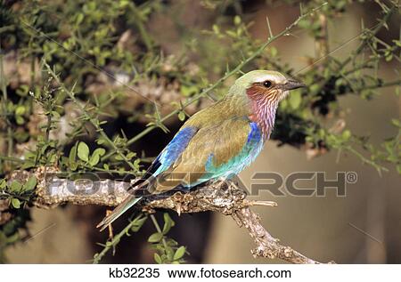 Stock Photography - tanzania serengeti national park lilac breasted roller in tree. Fotosearch