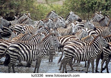 tanzania serengeti national park burchell's zebras stream View Large Photo Image Stock Photograph - tanzania serengeti national park burchell's zebras stream. Fotosearch
