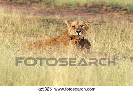 tanzania serengeti national park lioness panthera leo with cub View Large Photo Image Stock Photography - tanzania serengeti national park lioness panthera leo with cub. Fotosearch