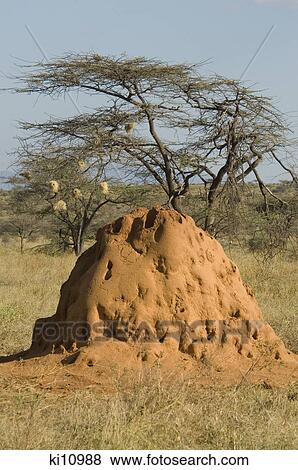 termite mound with acacia tree in background samburu national reserve kenya africa View Large Photo Image Stock Photo - termite mound with acacia tree in background samburu national reserve kenya africa. Fotosearch