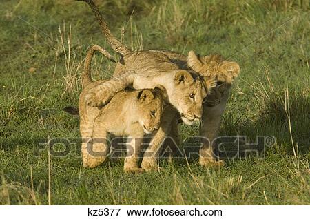 Stock Photo - three affectionate lion cubs hugging masai mara national reserve kenya africa. Fotosearch