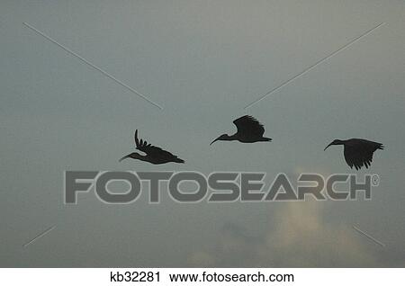 three african birds silhouetted in sky flying in a row View Large Photo Image Stock Image - three african birds silhouetted in sky flying in a row. Fotosearch