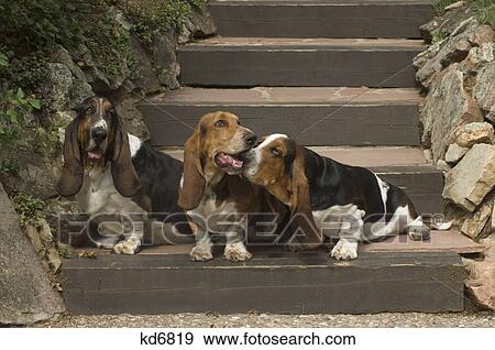 Stock Photo - three bassett hounds on outdoor steps. Fotosearch