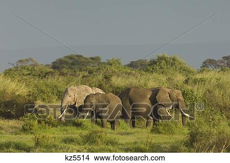 three elephants in green landscape amboseli national park kenya africa View Large Photo Image Picture - three elephants in green landscape amboseli national park kenya africa. Fotosearch