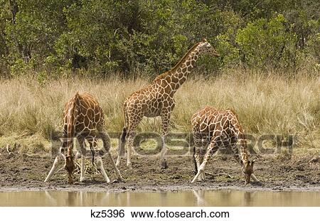 Stock Photograph - three giraffes bending down awkwardly to drink water masai mara national reserve kenya africa. Fotosearch