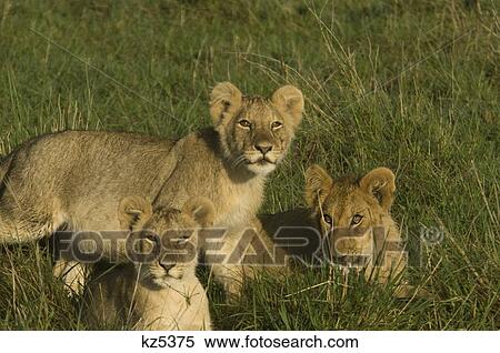 Stock Photography - three lion cubs in grass masai mara national reserve kenya africa. Fotosearch