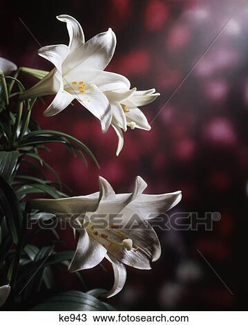 three white easter lily flowers View Large Photo Image Stock Image - three white easter lily flowers. Fotosearch